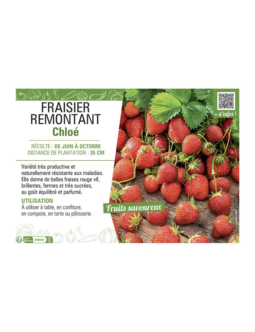 FRAISIER CHLOÉ REMONTANT