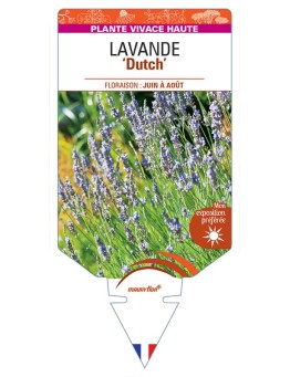 LAVANDULA (x intermedia bleu) 'Dutch'