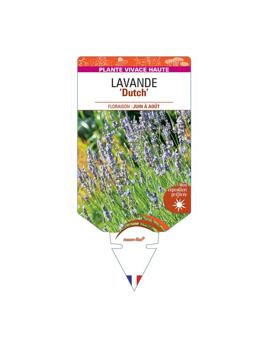 LAVANDULA (x intermedia bleu) 'Dutch'