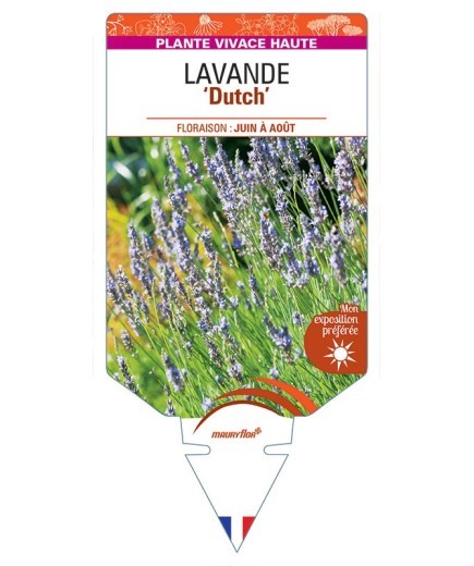 LAVANDULA (x intermedia bleu) 'Dutch'