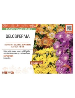DELOSPERMA