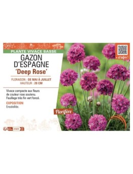GAZON D'Espagne DEEP ROSE