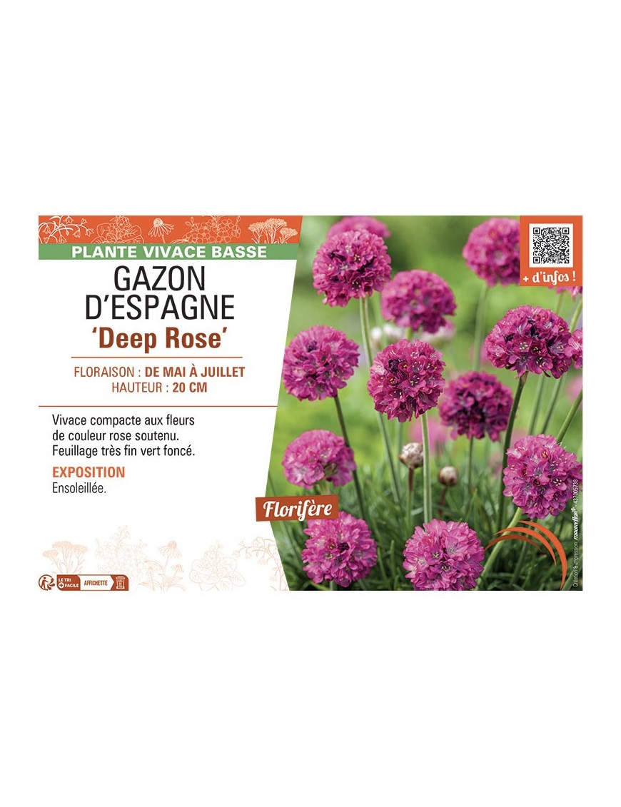 GAZON D'Espagne DEEP ROSE
