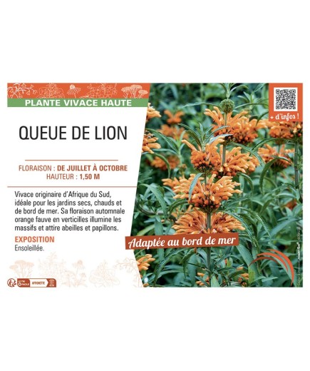 LEONOTIS voir QUEUE DE LION