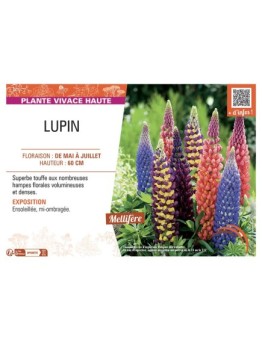 LUPIN VARIÉ H 60 CM