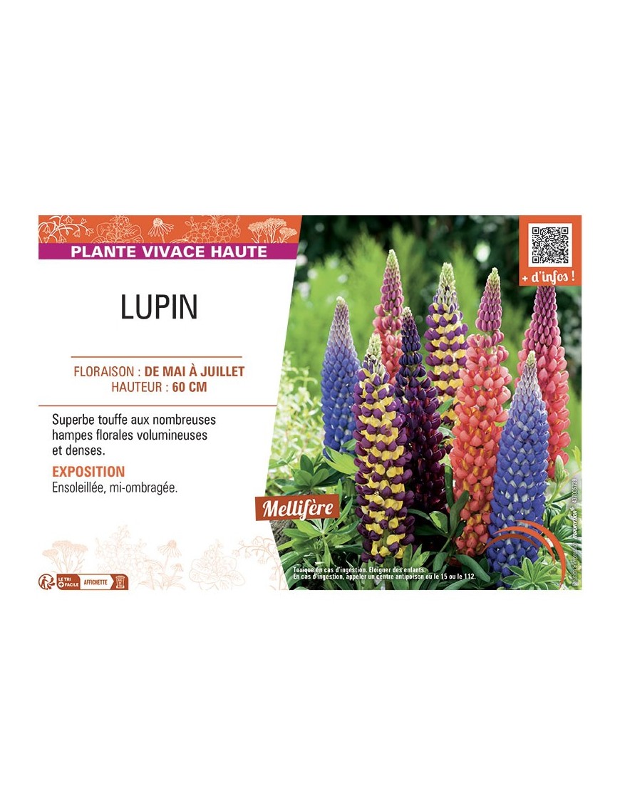 LUPIN VARIÉ H 60 CM