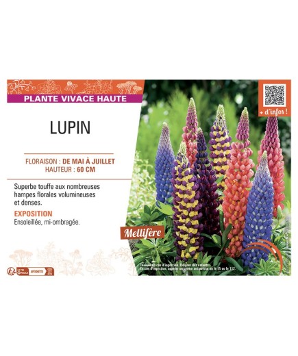 LUPIN VARIÉ H 60 CM