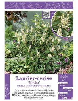 PRUNUS LAUROCERASUS NOVITA voir LAURIER-CERISE