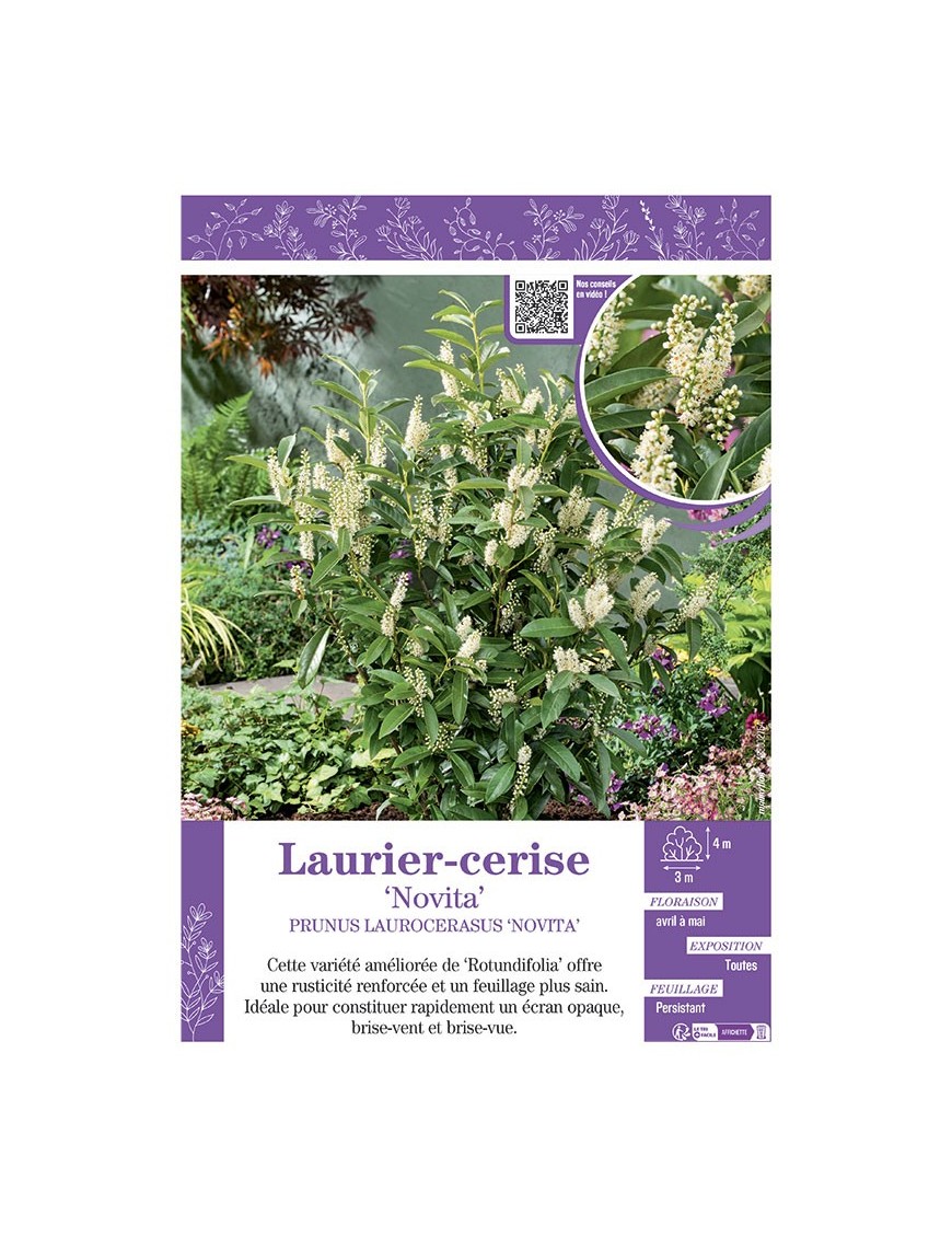 PRUNUS LAUROCERASUS NOVITA voir LAURIER-CERISE