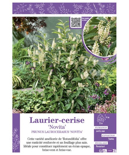 PRUNUS LAUROCERASUS NOVITA voir LAURIER-CERISE