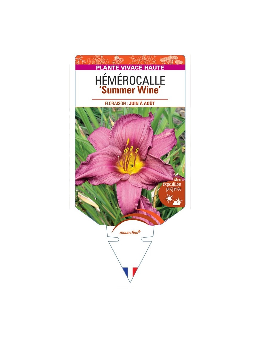 HEMEROCALLIS Summer Wine