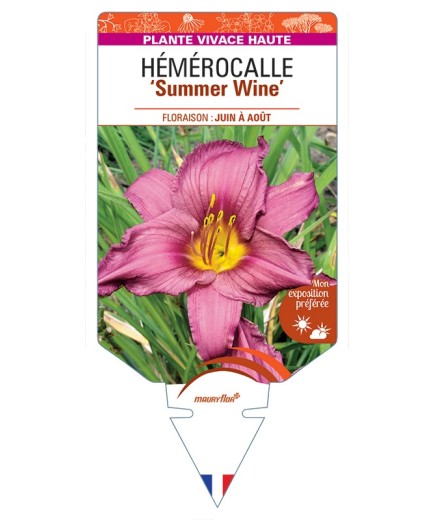 HEMEROCALLIS Summer Wine