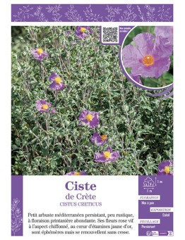 CISTUS CRETICUS voir CISTE DE CRÈTE