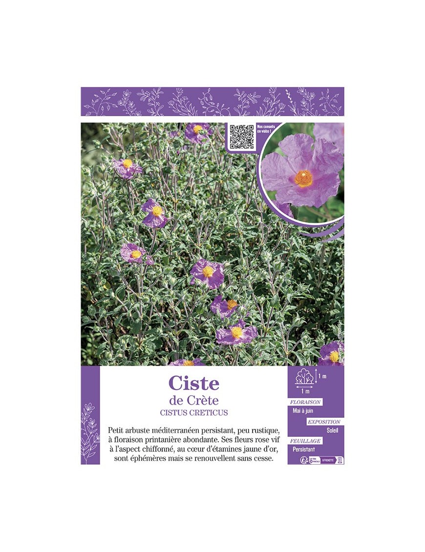 CISTUS CRETICUS voir CISTE DE CRÈTE