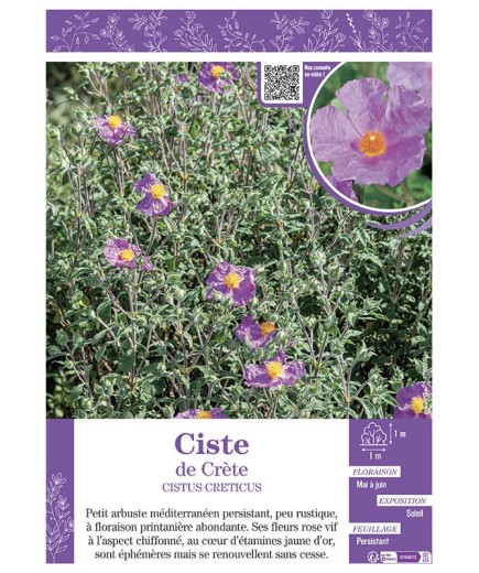CISTUS CRETICUS voir CISTE DE CRÈTE