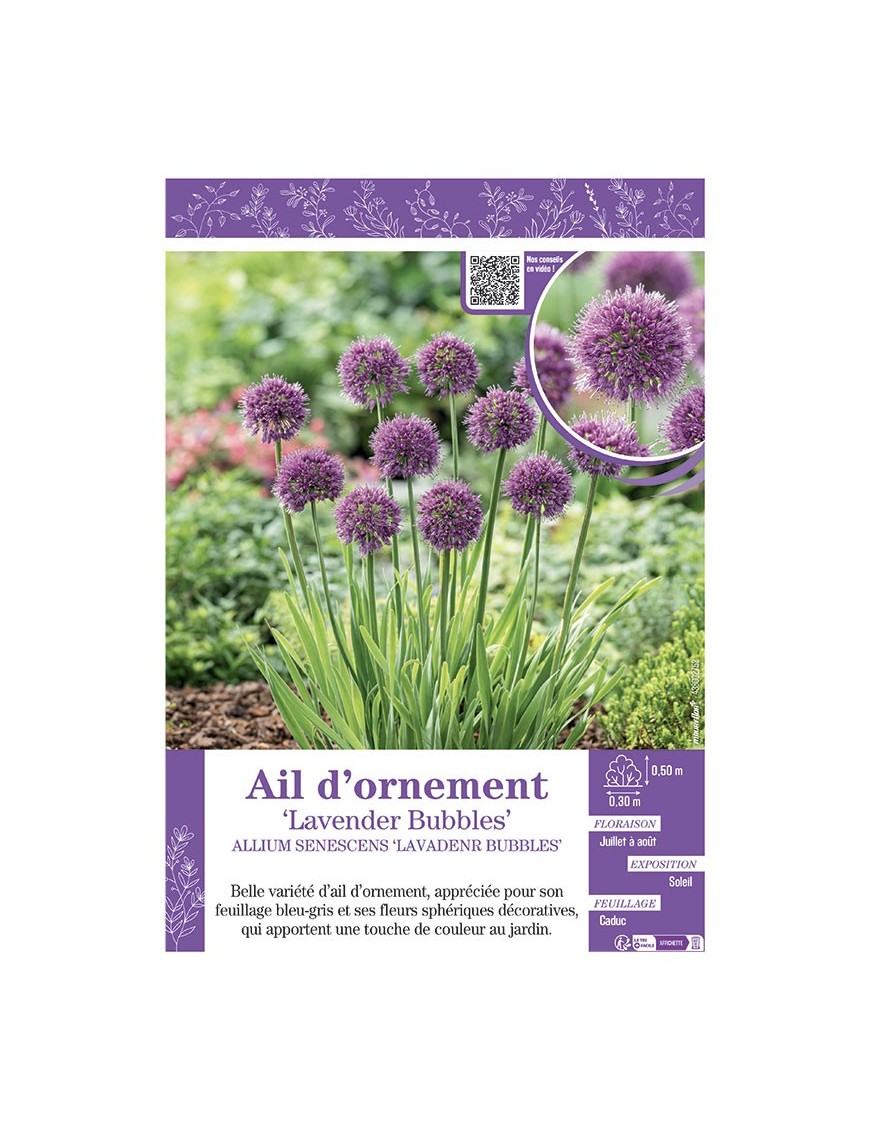 AIL D'ORNEMENT LAVENDER BUBBLES
