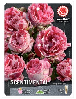 Rosier à fleurs groupées SCENTIMENTAL ®