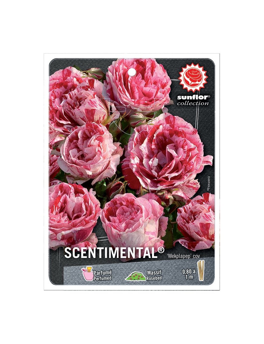 Rosier à fleurs groupées SCENTIMENTAL ®