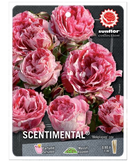Rosier à fleurs groupées SCENTIMENTAL ®