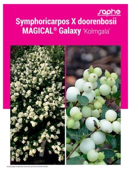 Symphoricarpos X doorenbosii MAGICAL® Galaxy