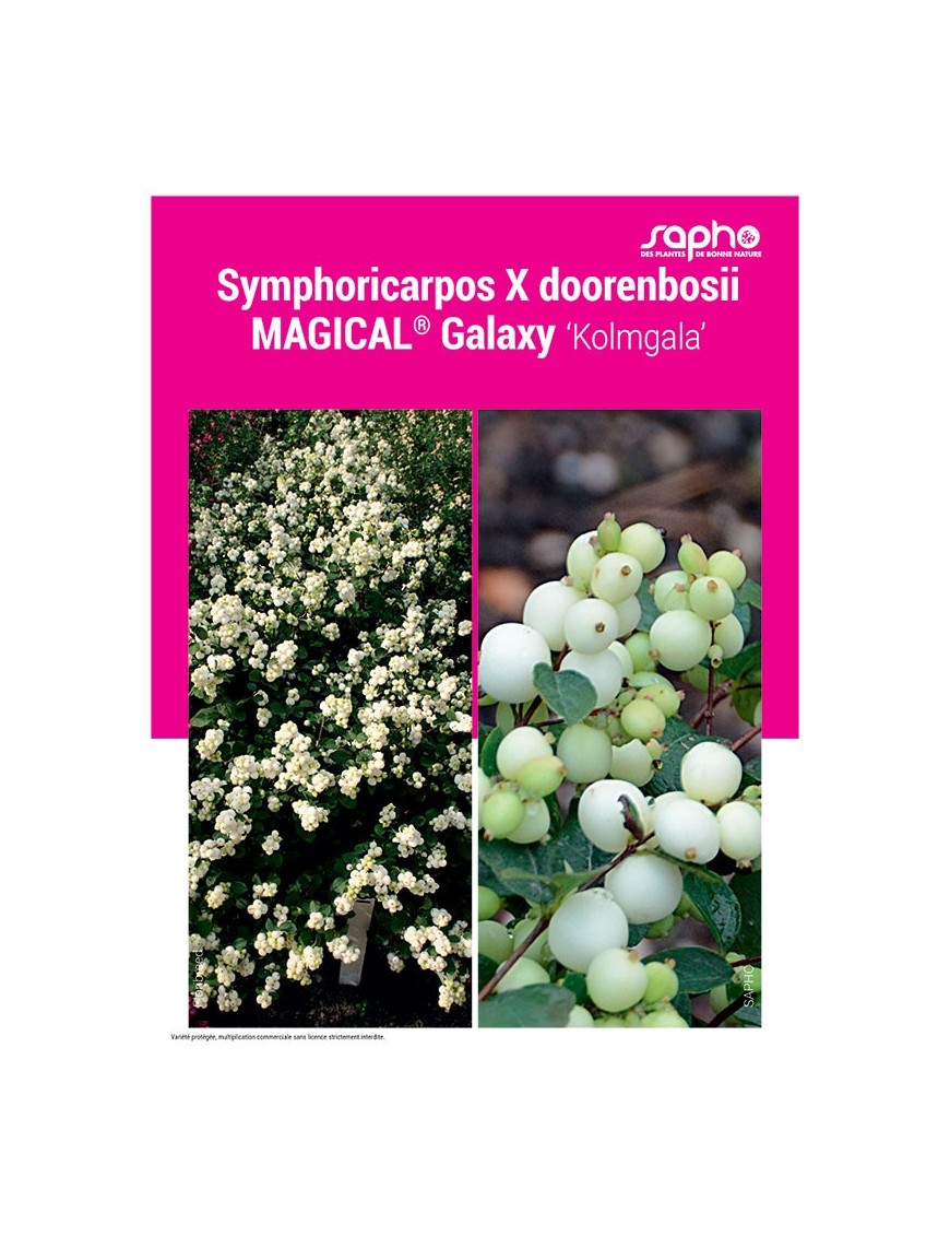 Symphoricarpos X doorenbosii MAGICAL® Galaxy