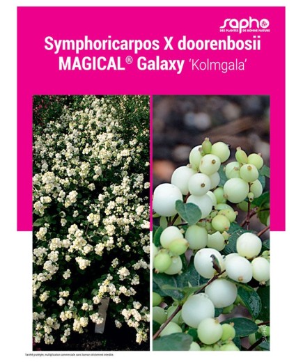 Symphoricarpos X doorenbosii MAGICAL® Galaxy