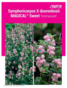 Symphoricarpos X doorenbosii MAGICAL® Sweet