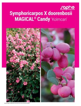 Symphoricarpos X doorenbosii MAGICAL® Candy