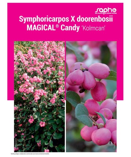 Symphoricarpos X doorenbosii MAGICAL® Candy