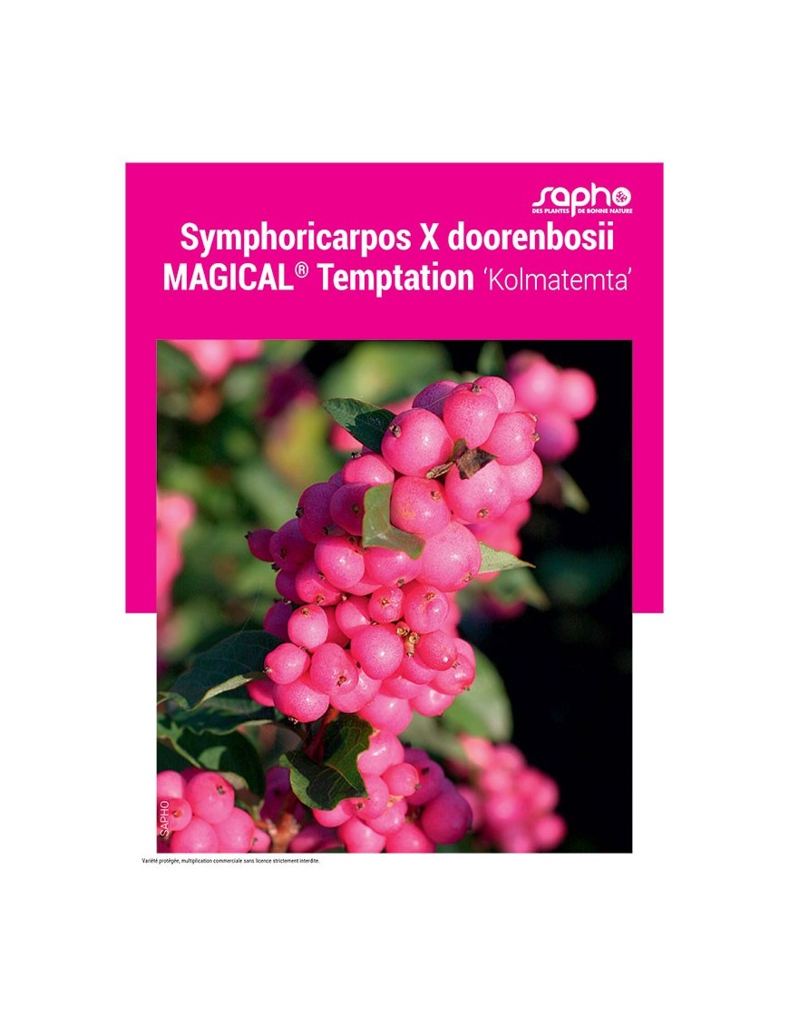 Symphoricarpos X doorenbosii MAGICAL® Temptation