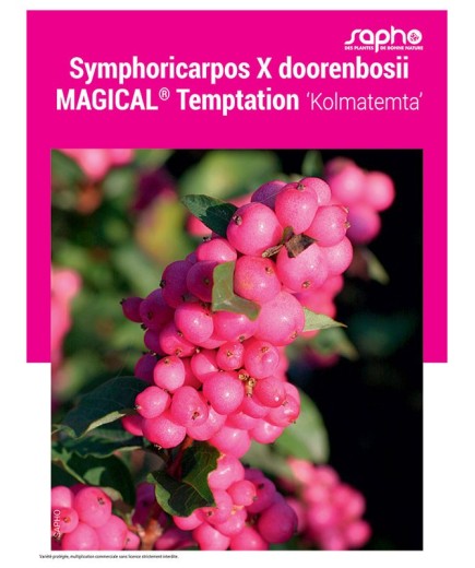 Symphoricarpos X doorenbosii MAGICAL® Temptation