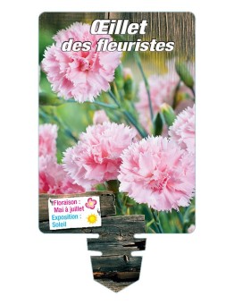 DIANTHUS caryophyllus voir ŒILLET DES FLEURISTES (rose)*