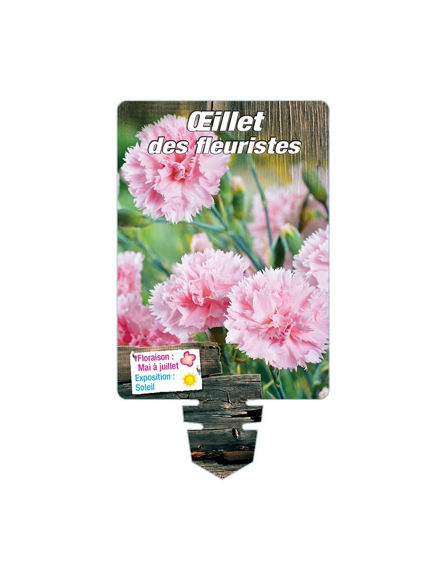 DIANTHUS caryophyllus voir ŒILLET DES FLEURISTES (rose)*