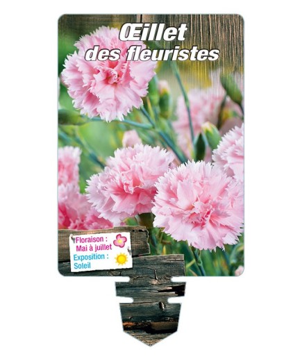 DIANTHUS caryophyllus voir ŒILLET DES FLEURISTES (rose)*