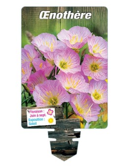 OENOTHERA (rose) *