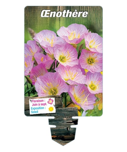 OENOTHERA (rose) *