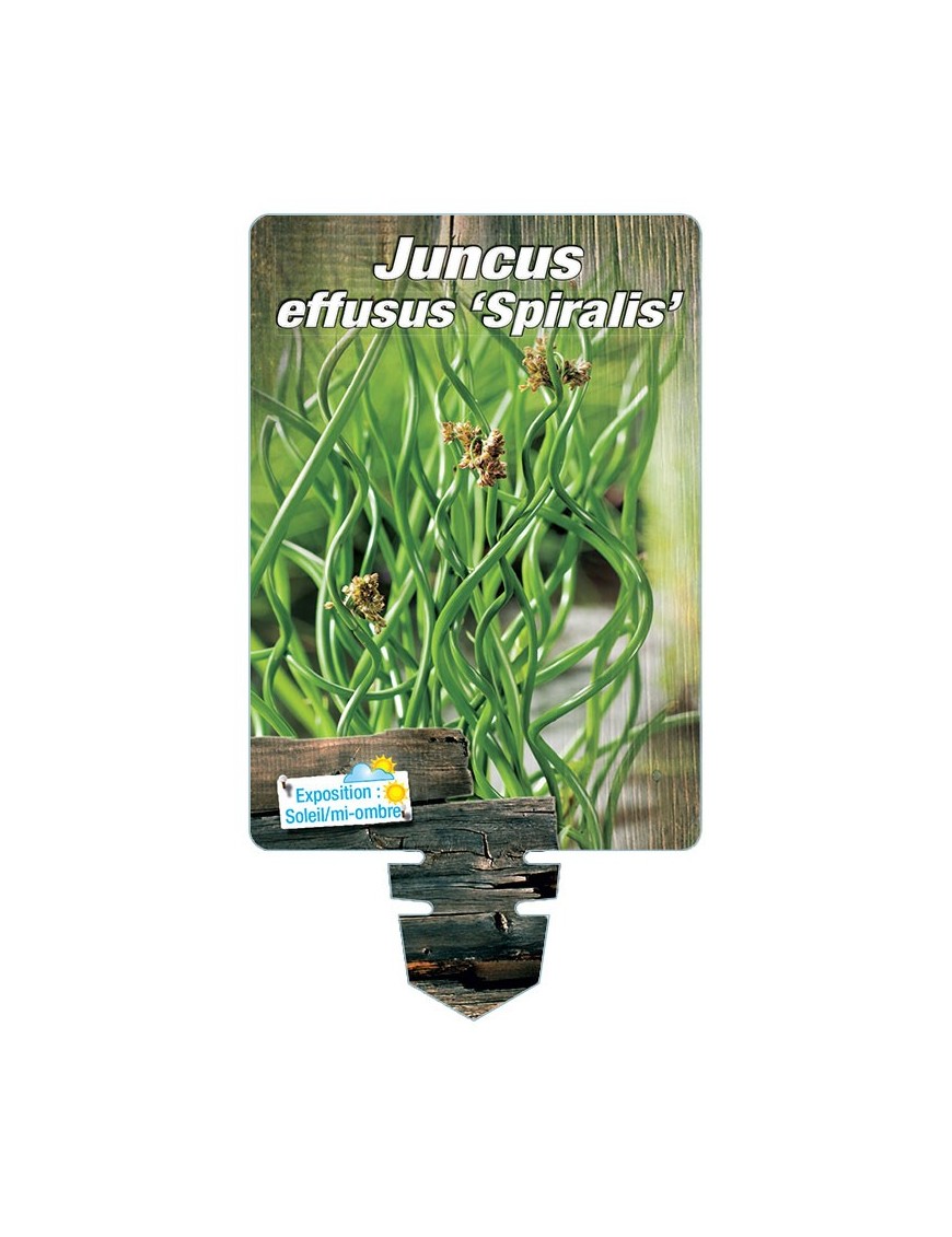 JUNCUS effusus Spiralis voir Jonc spiralé *