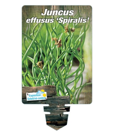 JUNCUS effusus Spiralis voir Jonc spiralé *