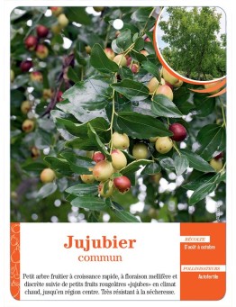 JUJUBIER COMMUN