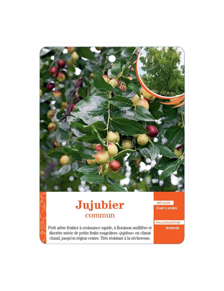 JUJUBIER COMMUN
