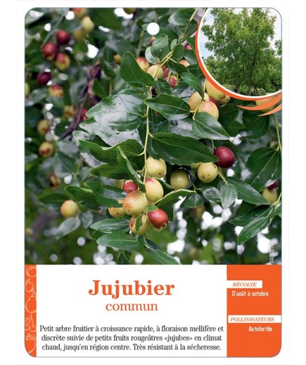 JUJUBIER COMMUN