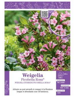 WEIGELA HYBRIDE PICOBELLA ROSA voir WEIGELIA PICOBELLA ROSE