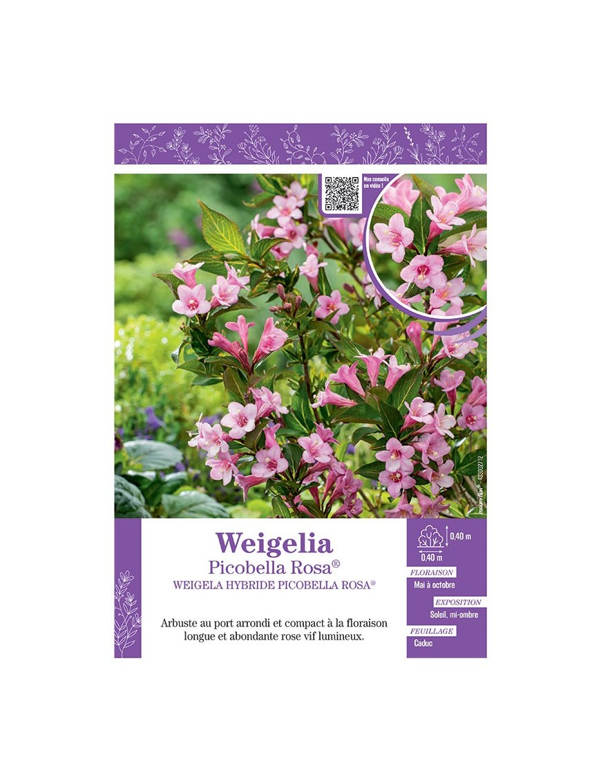 WEIGELA HYBRIDE PICOBELLA ROSA voir WEIGELIA PICOBELLA ROSE