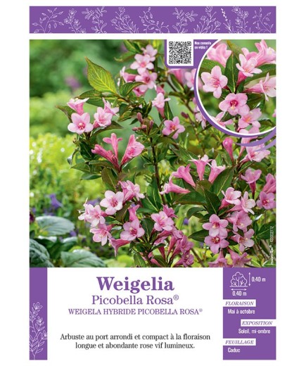 WEIGELA HYBRIDE PICOBELLA ROSA voir WEIGELIA PICOBELLA ROSE