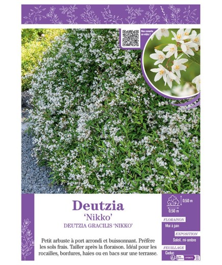 DEUTZIA GRACILIS 'NIKKO' voir DEUTZIA 'NIKKO'