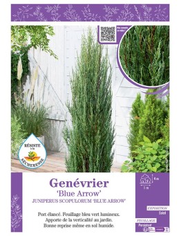 JUNIPERUS SCOPULORUM 'BLUE ARROW' voir GENÉVRIER 'BLUE ARROW'