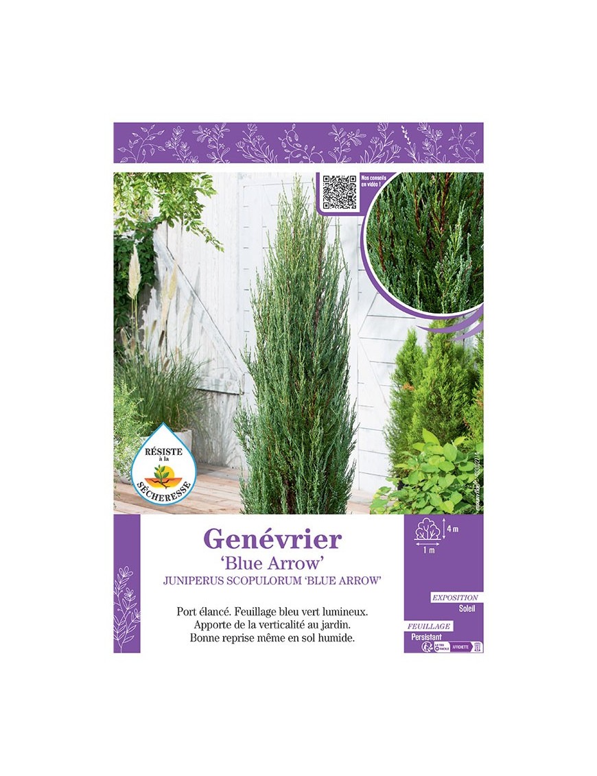 JUNIPERUS SCOPULORUM 'BLUE ARROW' voir GENÉVRIER 'BLUE ARROW'