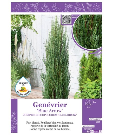 JUNIPERUS SCOPULORUM 'BLUE ARROW' voir GENÉVRIER 'BLUE ARROW'