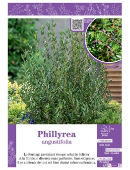 PHILLYREA ANGUSTIFOLIA