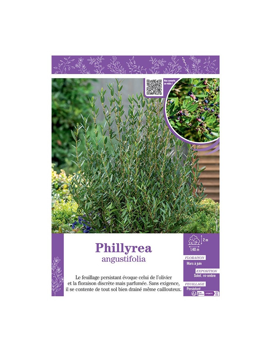 PHILLYREA ANGUSTIFOLIA